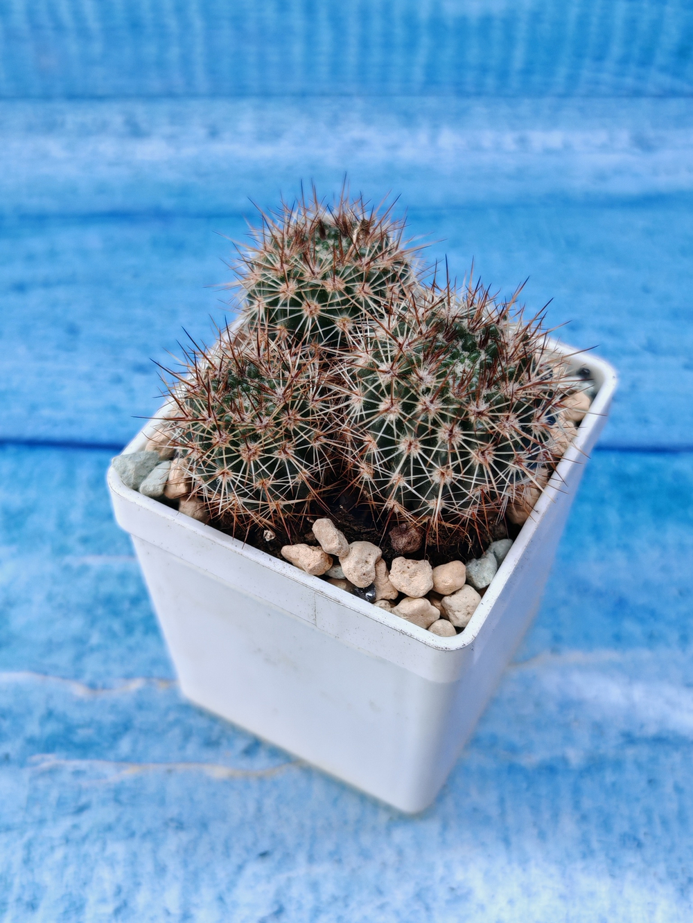 Notocactus Schlosseri (Нотокактус)