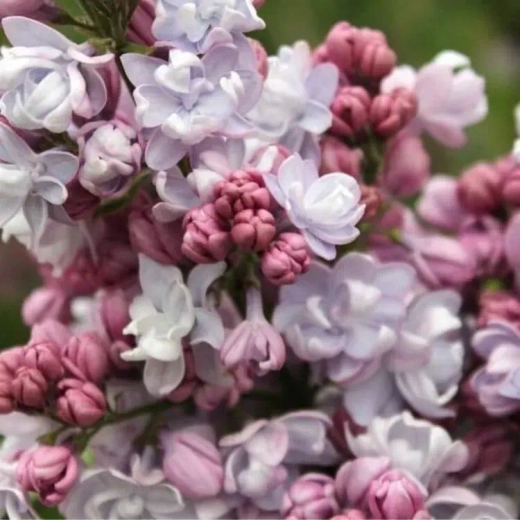 Сирень обыкновенная Фентези Закупка М64 май 2026