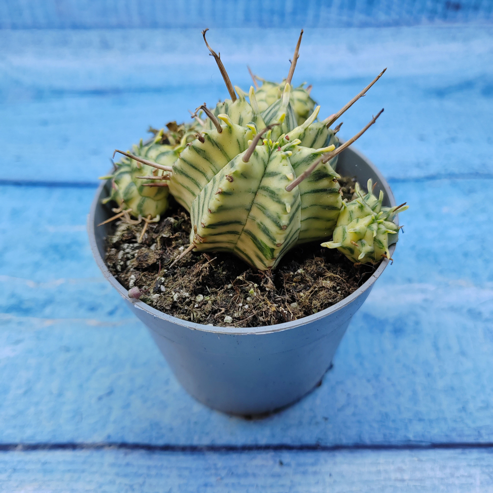 Euphorbia meloformis f. Variegated (Эуфорбия вариегатная)