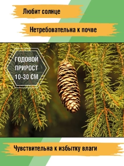 Саженец Ель обыкновенная