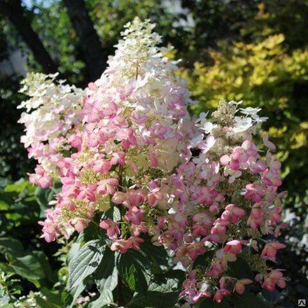 Гортензия метельчатая "Angels Blush"