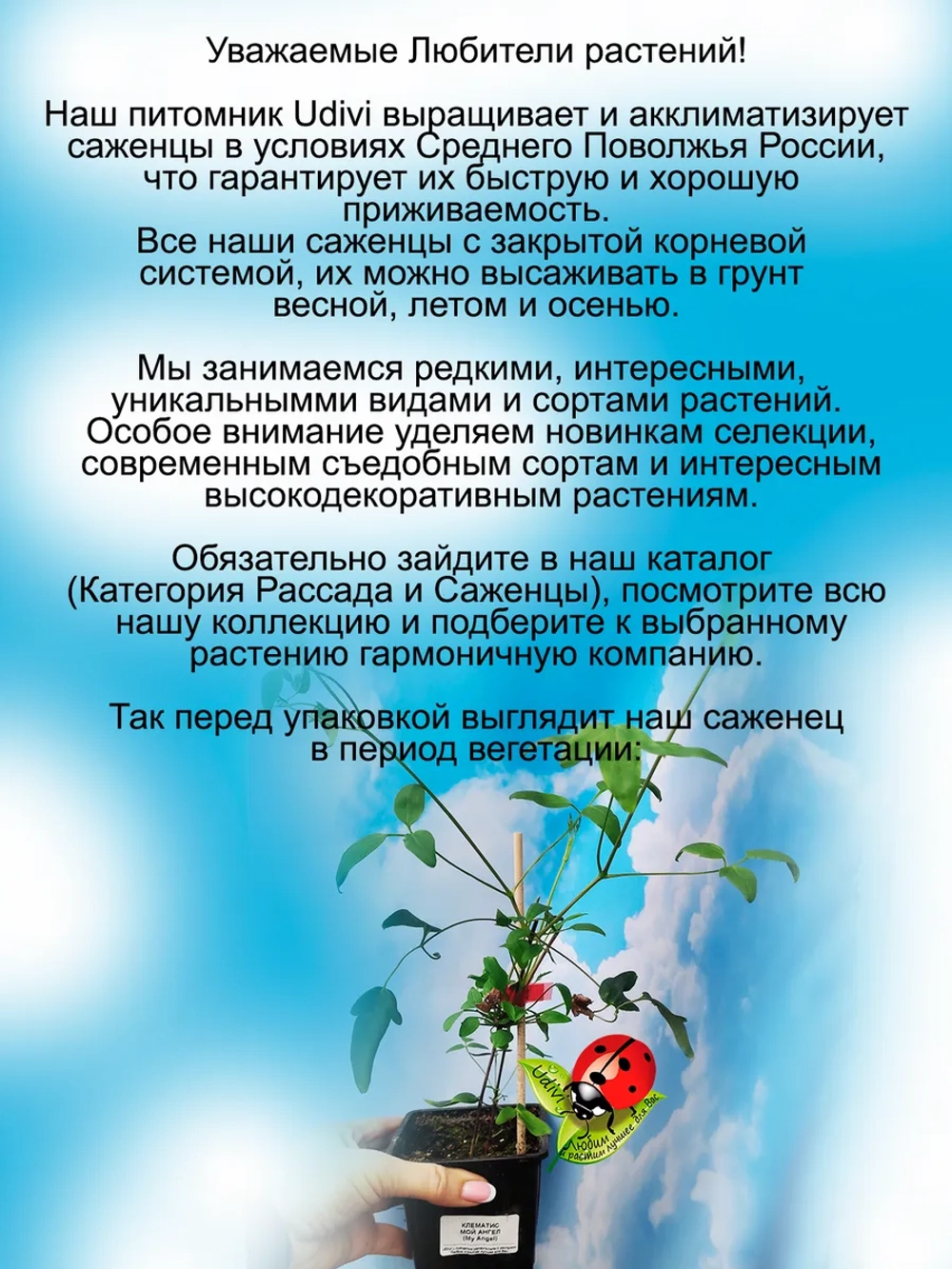 Княжик Мой Ангел клематис неукрывной