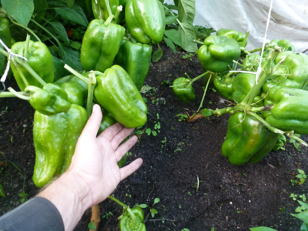 Перец Сладкий Гигантский — Big Bertha - Большая Берта