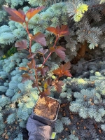 Пузыреплодник "ЛЕДИ ИН РЕД"