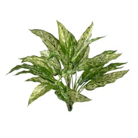Растения Treez Collection