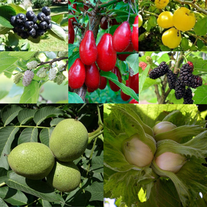 Другие культуры