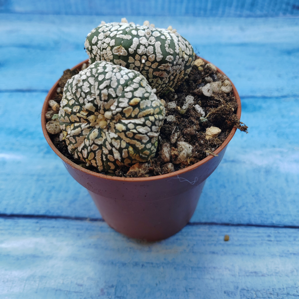 Astrophytum Asterias "Super Kabuto" (Астрофитум)