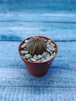 Euphoria Obesa (Эуфорбия)