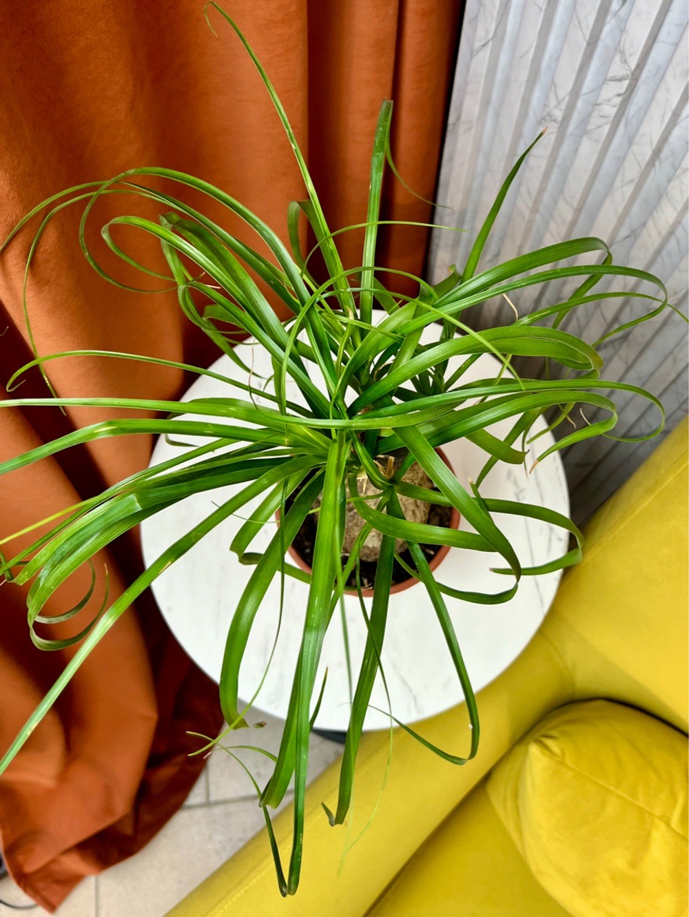 Бокарнея на штамбе, D12см Н35см, 1см, Нидерланды (9539)