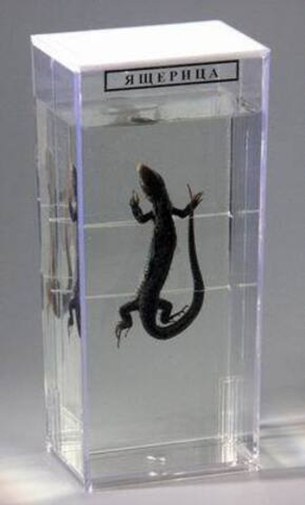 Влажный зоопрепарат «Ящерица»