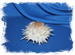 Spondylus albibarbatus, Спондилус албибарбатус