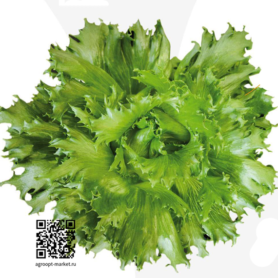 Нордикстар_семена_салата_хрустящего_Nunhems_купить – фото 1