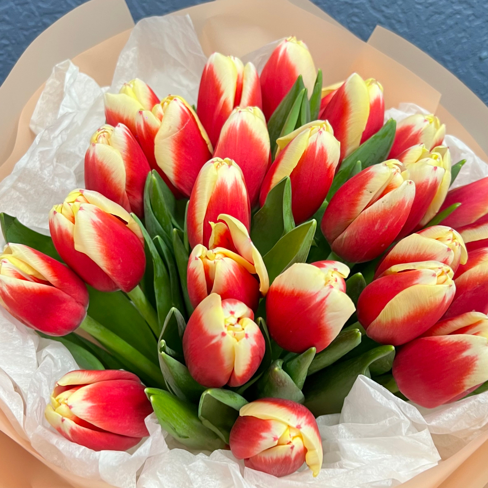 Букет свежих красно-белых тюльпанов