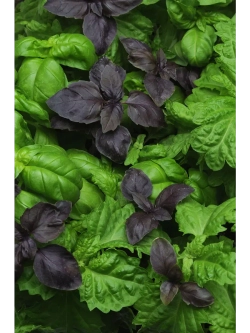 Семена базилика Ароматная Смесь - Улучшает пищеварение