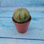 Euphoria Obesa (Эуфорбия)