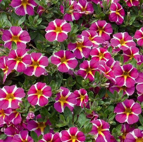 Калибрахоа Рeйв мaджeнта Иcланд