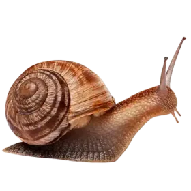 Муцин улитки