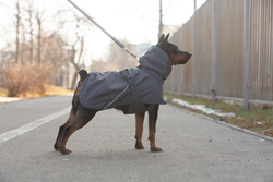 Попона для собак Весна Осень серая