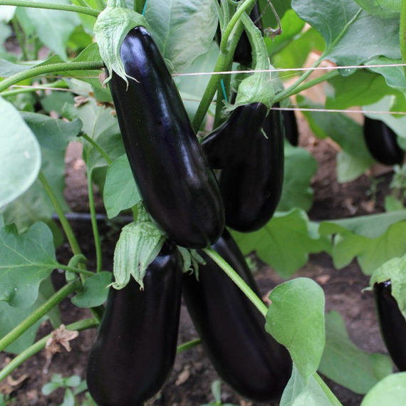 Каратая F1 семена баклажана (Vilmorin /ALEXAGRO) культура – фото 3