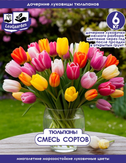 Тюльпан Луковица, дочерние, 6 кг