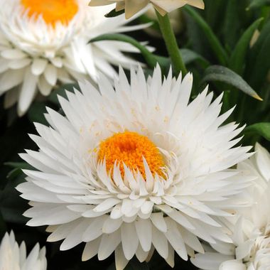 3901 БРАКТЕАНТА DREAMTIME JUMBO PUREWHITE