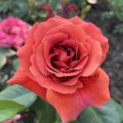 Эспрессо (Espresso)