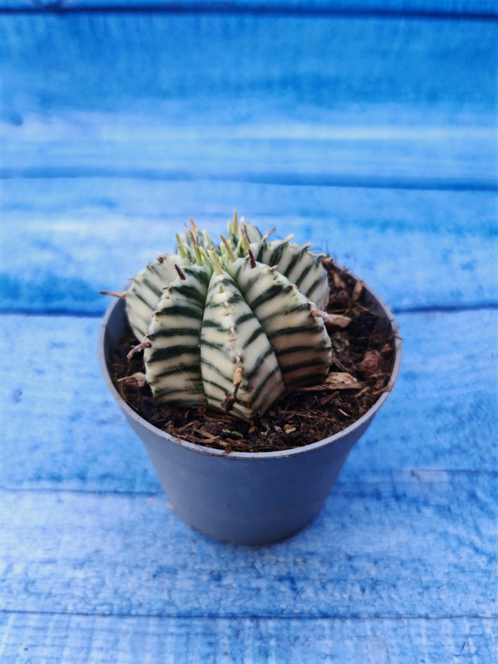 Euphorbia meloformis f. Variegated (Эуфорбия вариегатная)