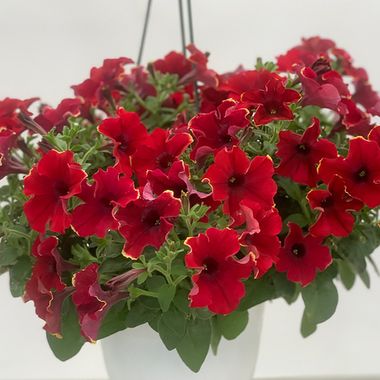 S57165 Петуния ампельная Gioconda Burgundy 5 шт.