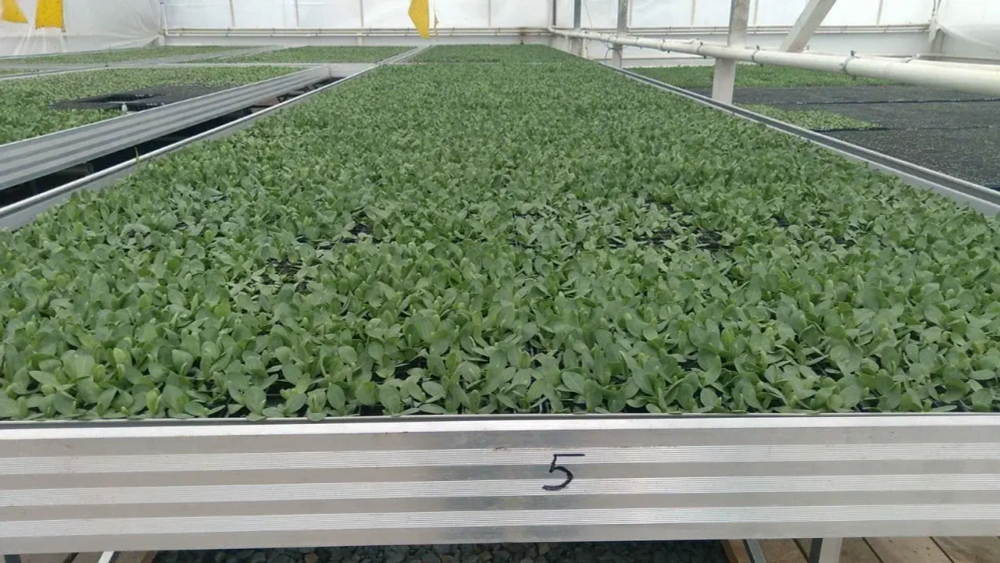 Стол 1820х3020х800мм в комплекте с поддоном-вкладышем