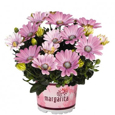 2767 Остеоспермум MARGARITA SOFT PINK (ВЕСНА 2025)