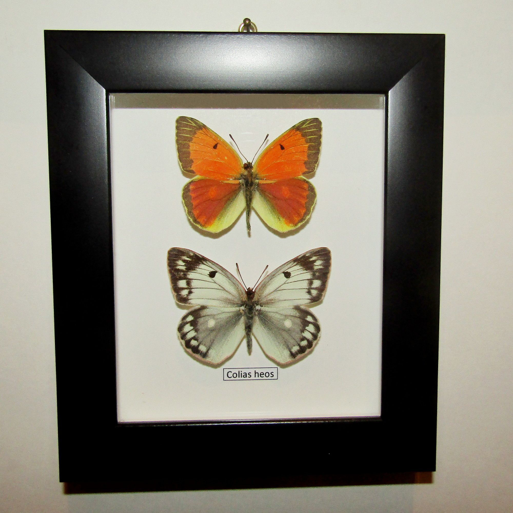 Желтушка Colias heos рамке