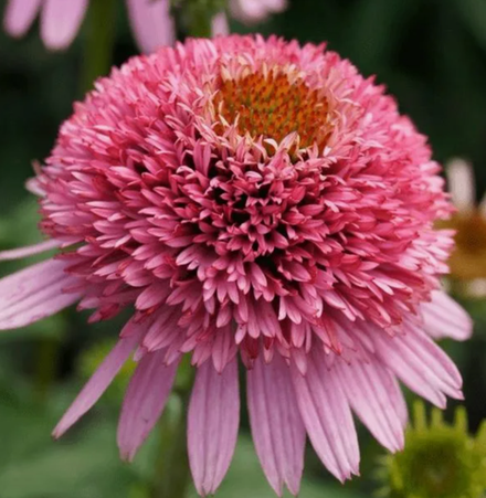 Эхинацея Баттерфляй Киссес в контейнере 1 л май