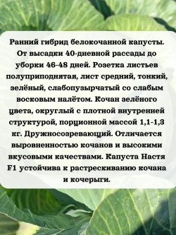 Семена капуста белокочанная Настя F1 0.2 гр
