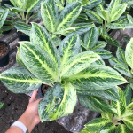 Аглаонема SOMBOON POONSUK (LEMON LIME) (N56)