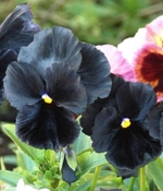 Виола Черный принц 0,1гр