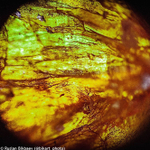 Микроскоп Levenhuk Rainbow 50L PLUS Лунный камень