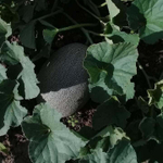 Самит F1 семена дыни (Seminis / Семинис)