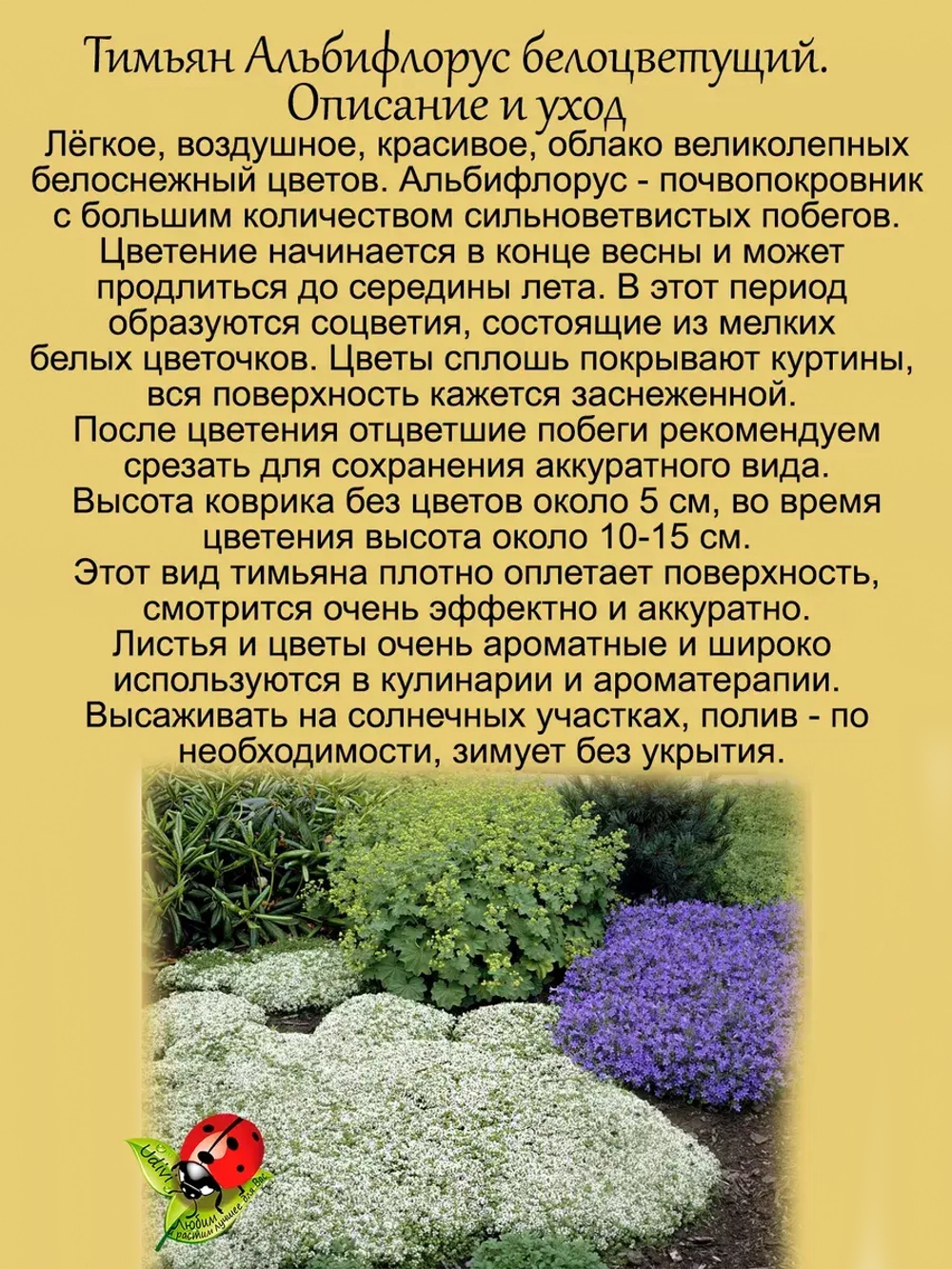 Тимьян Альбифлорус чабрец пряность многолетняя