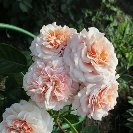 Марлен Шарель (Marlene Charell)