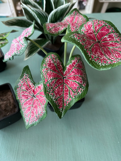 Вайнер лист Каладиума ClayCraft by DECO™