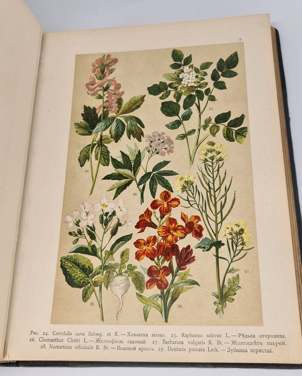 "Ботанический атлас по системе де-Кандоля". К.Гофман. 1899г.