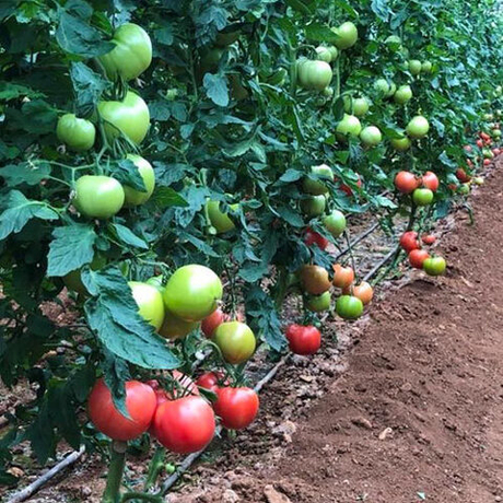 Семена томата Пинк Профит F1, Sakata, 5 шт.
