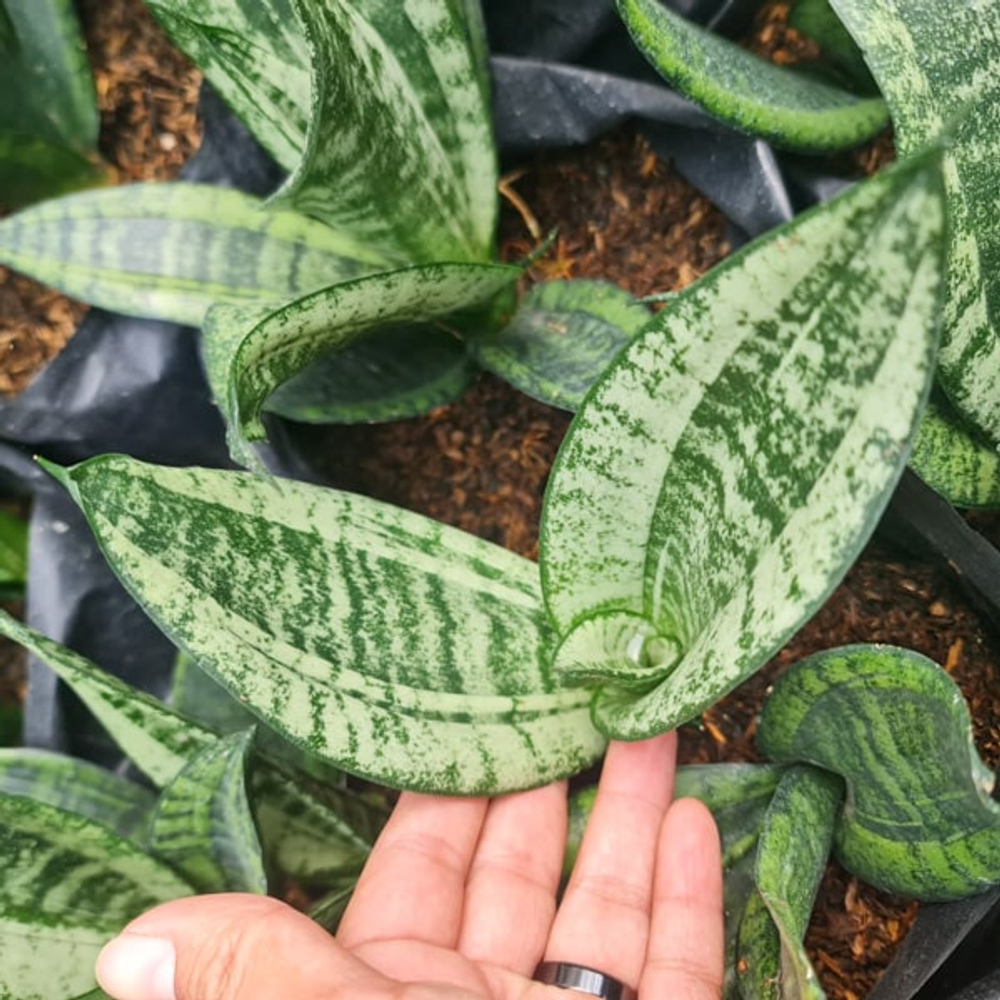 Сансевиерия MOONSHINE MUT AVE