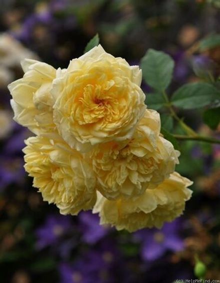 Ст Албан (St. Alban)