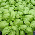 Эмили семена базилика (Enza Zaden / Энза Заден)