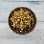 Gymnocalycium T-Rex hybride (Гимнокалициум T-rex)