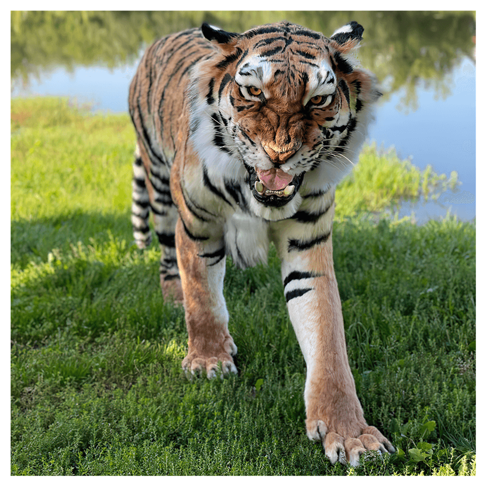 Реплика «Амурский тигр»