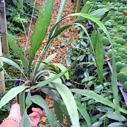 Эпифиллум PUMMILUM