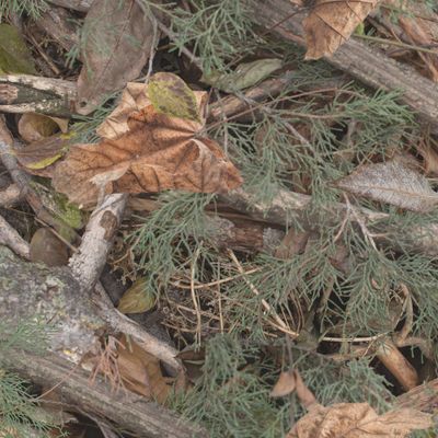 Реалистичный бесшовный осенний камуфляж