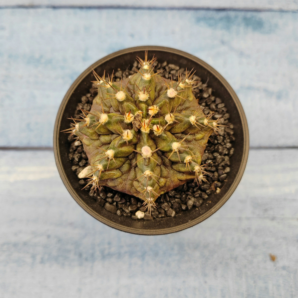 Gymnocalycium T-Rex hybride (Гимнокалициум T-rex)